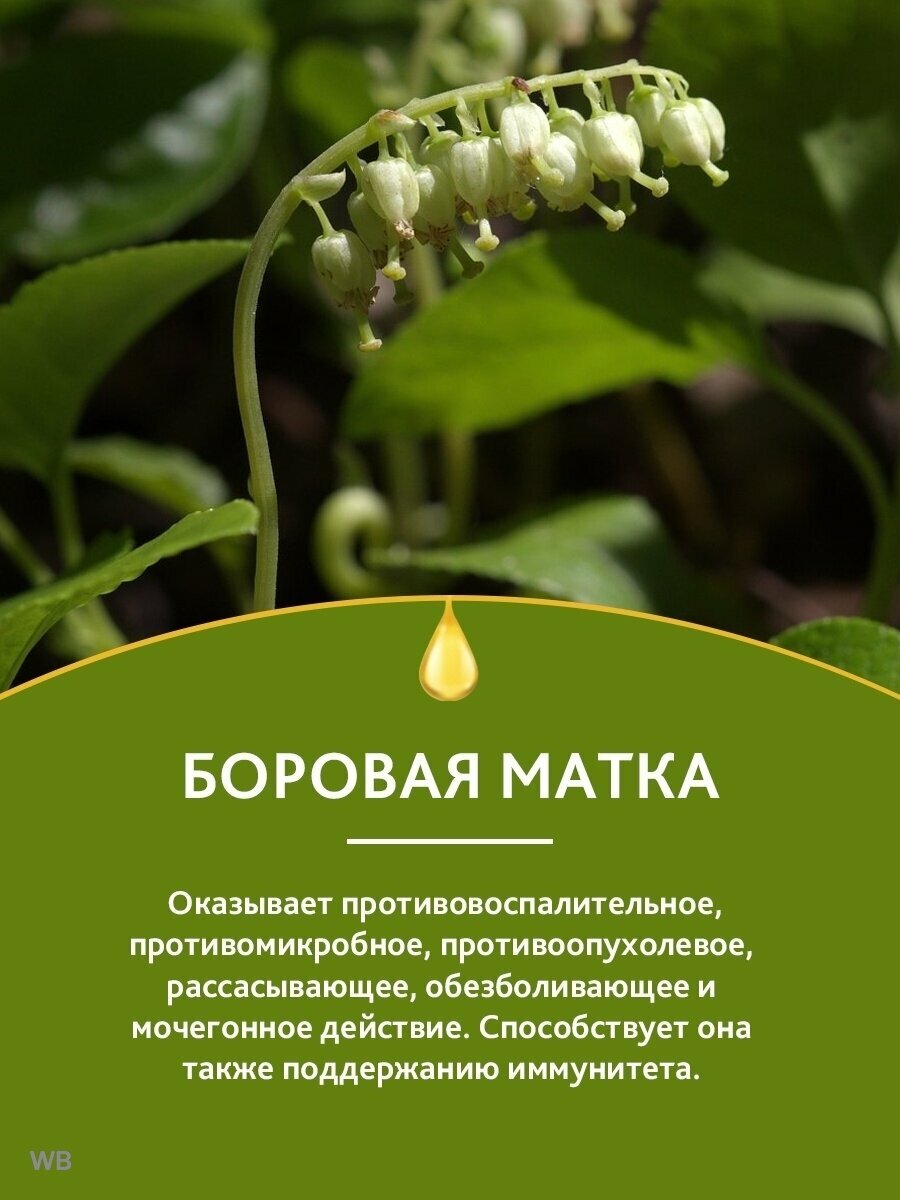 Антисептические Настойки Боровая матка (настойка) при мастопатии/эндометриозе / нарушении менструального цикла для иммунитета