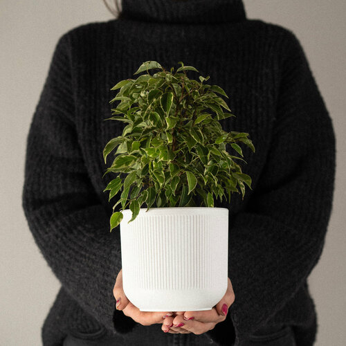 Фикус домашний куст в стильном кашпо 30 см