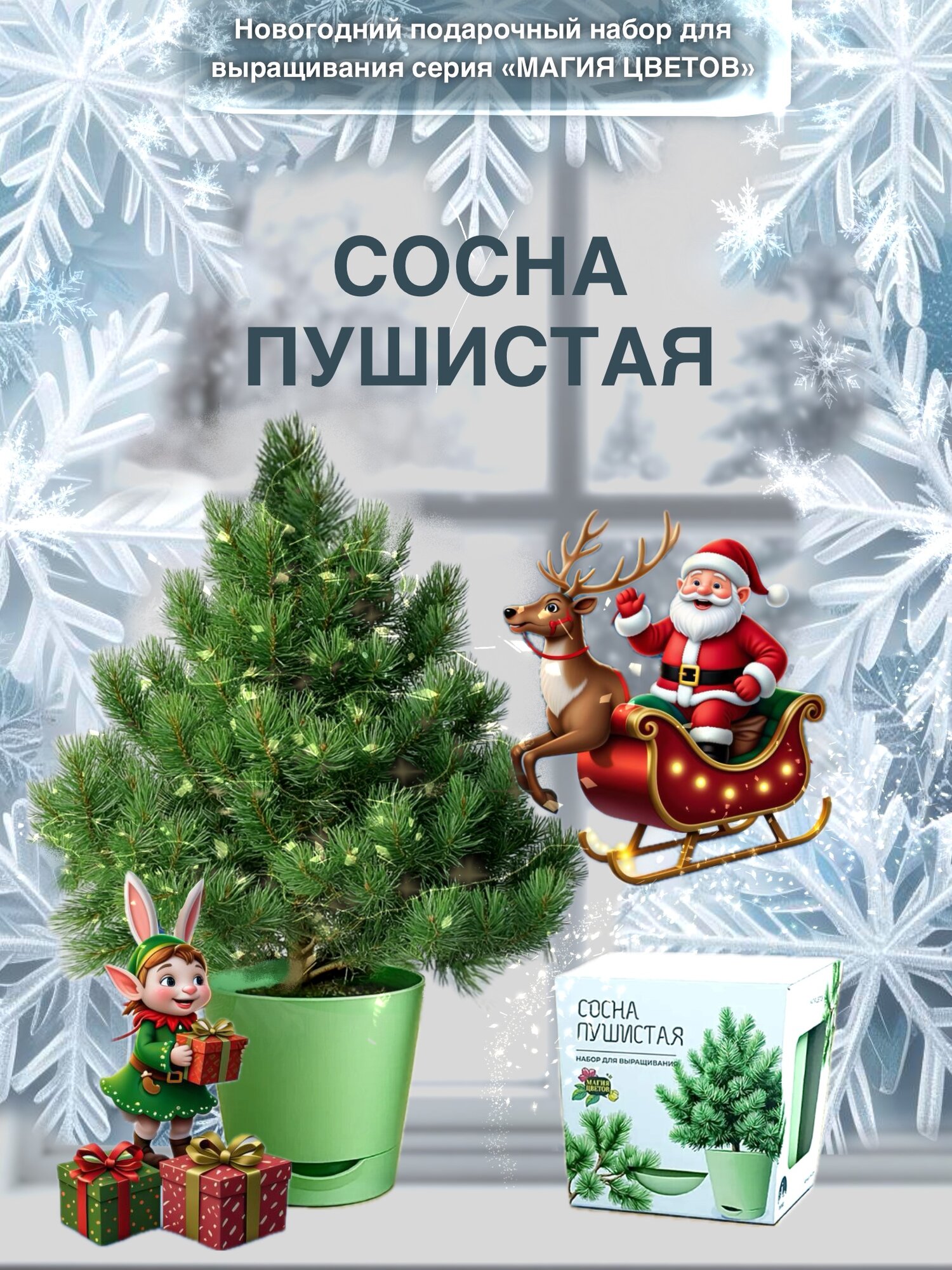 Сосна пушистая Горная Набор для выращивания от бренда 