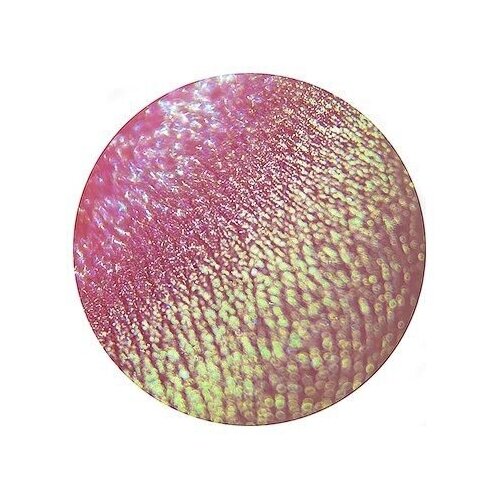 Шалопайка из зарослей Мальвы Тени для век Tammy Tanuka (новый сэмплер)