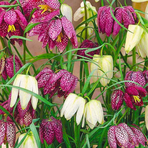 Луковицы Фритиллярия MELAGRIS MIX ( 10 шт )