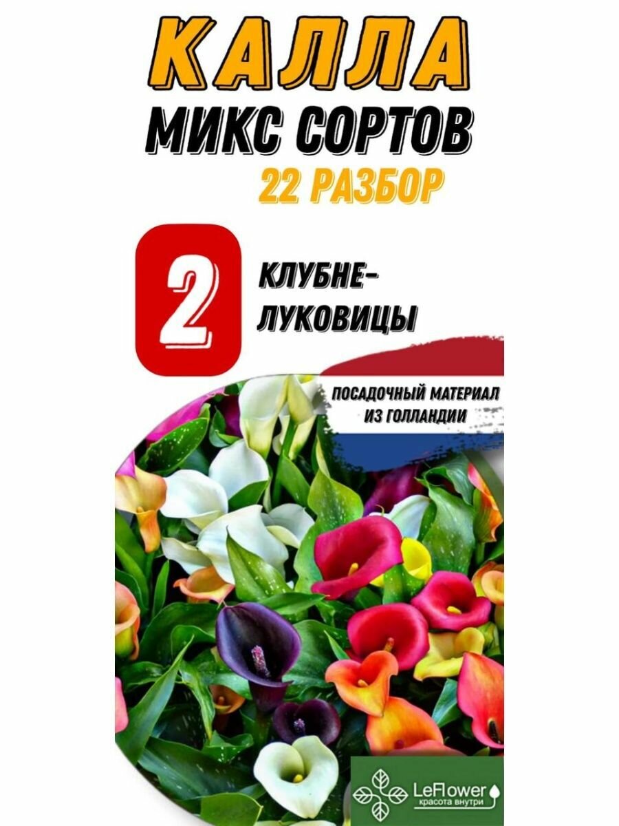 Калла клубнелуковица 2шт(разбор22) (Каллы)