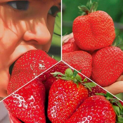 Изображение товара Комплект клубники Гиганты из 3 сортов / 15 шт, морозостойкие сорта