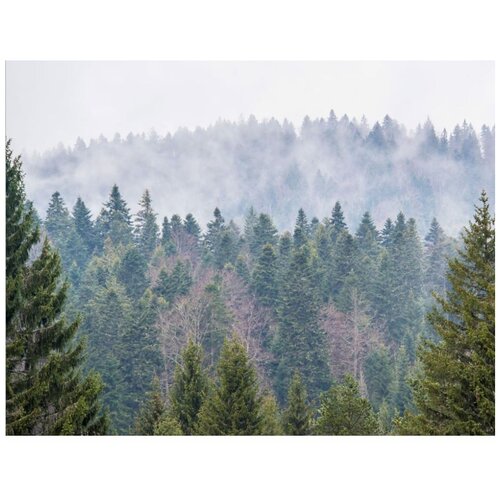 Бумажные фотообои бесшовные VEROL Лес 31 м2 ширина 200 см высота 155 см плотность 115 гм фотообои на стену отделка стен декор и интерьер 2389₽