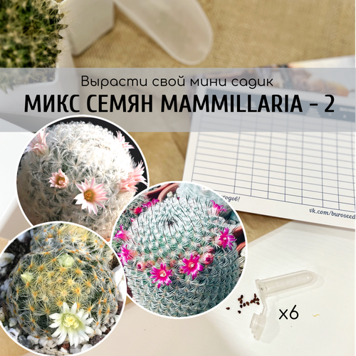 Микс семян кактуса Маммиллярия с розовыми и белыми цветами (Mammillaria schiedeana / plumosa / haageana ssp. elegans) от Бюро семян суккулентов