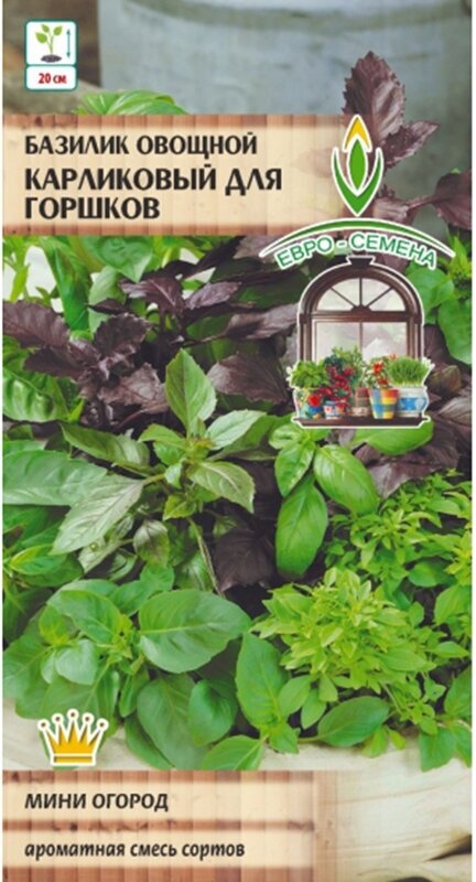 Базилик овощной Карликовый для горшков. Семена. Смесь из самых популярных раннеспелых сортов базилика. Растения высотой 15-25 см.