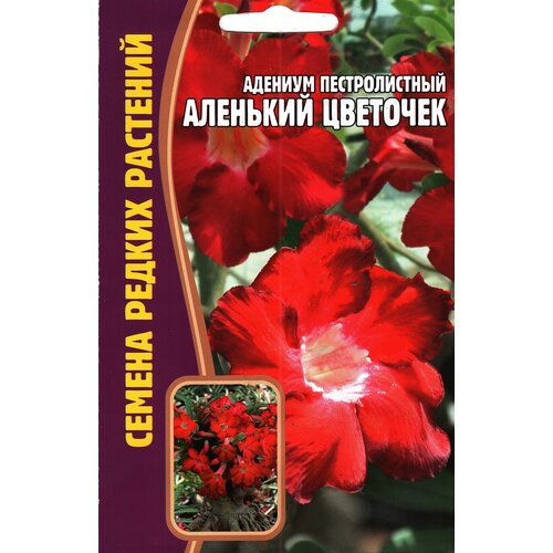 Адениум пестролистный аленький цветочек, комнатный многолетник ( 1 уп: 3 семени )