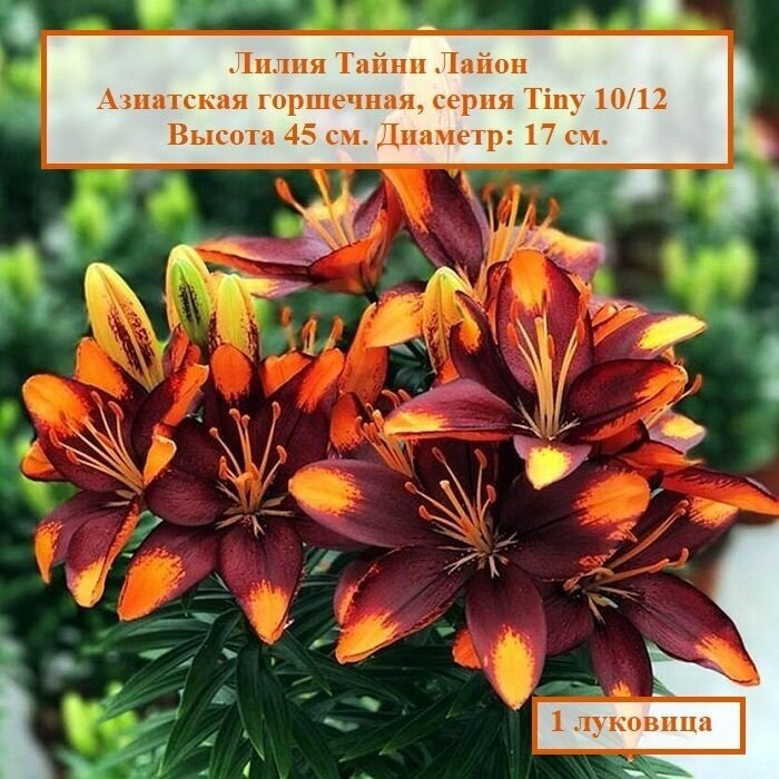 Лилия тайни фото