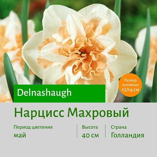 Нарцисс Делнаслаф (Delnashaugh) махровый луковицы 2 шт сотка