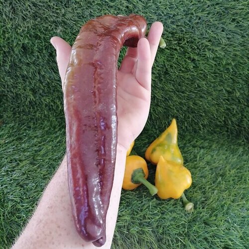 Семена Орешка Перец сладкий Рамиро шоколадный 5 шт.