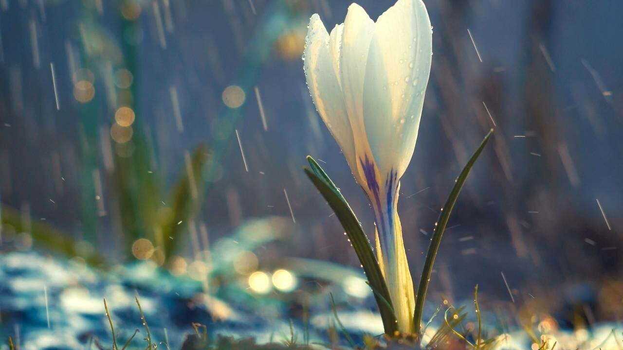 Картина на холсте 60x110 LinxOne "Цветок белый крокус весна" интерьерная для дома / на стену / на кухню / с подрамником