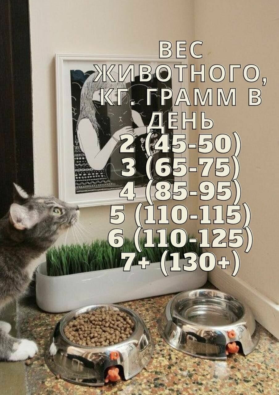 Sirius для взрослых кошек, лосось и рис, 1,5 кг - фотография № 9