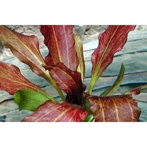 Эхинодорус красное пламя