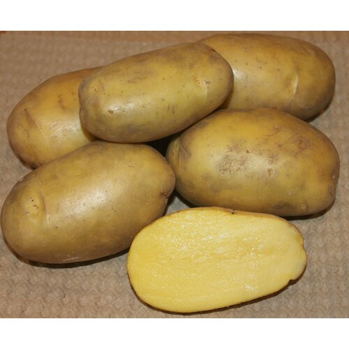Картофель семенной Гулливер , вес 2,5 кг, однолетнее картофель гулливер 2кг