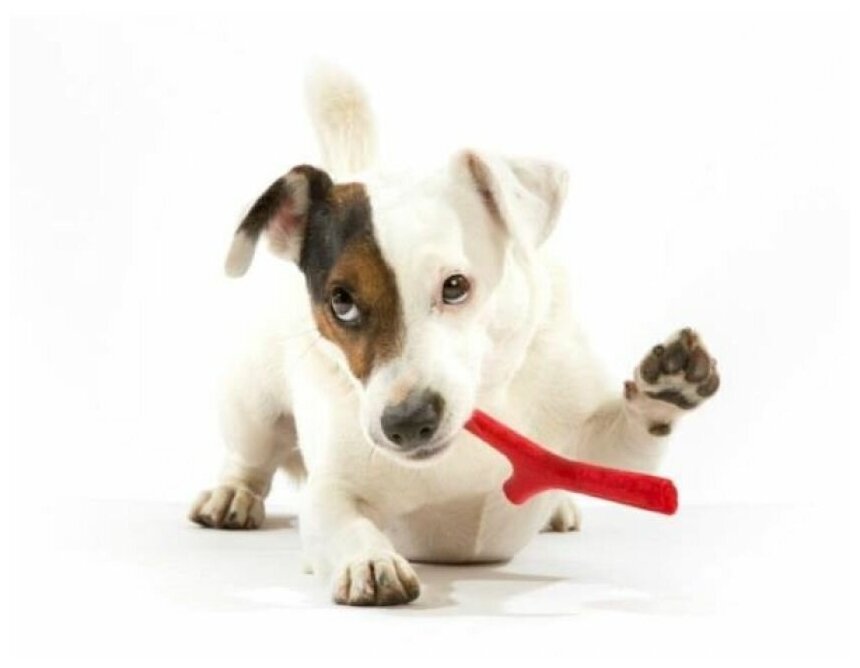 BAMA PET игрушка для собак палочка TUTTO MIO 25см, резиновая, цвета в ассортименте - фотография № 13