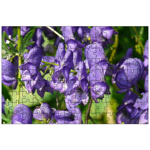 фото Магнитный пазл 27x18см."синяя железная шляпа, aconitum napellus, железная шляпа" на холодильник lotsprints