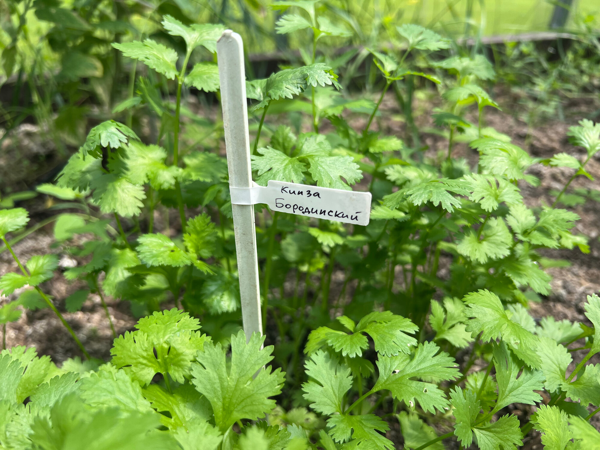 Бирка кабельная маркировка 220, полипропилен, 85x26 мм, белая, для маркировки 100шт. — фото 1