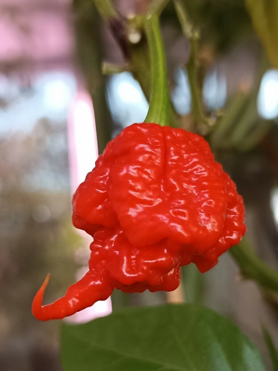 Семена Острый перец Carolina Reaper red (Каролина Рипер красный) 5 штук