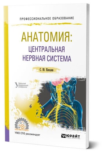 Анатомия: центральная нервная система