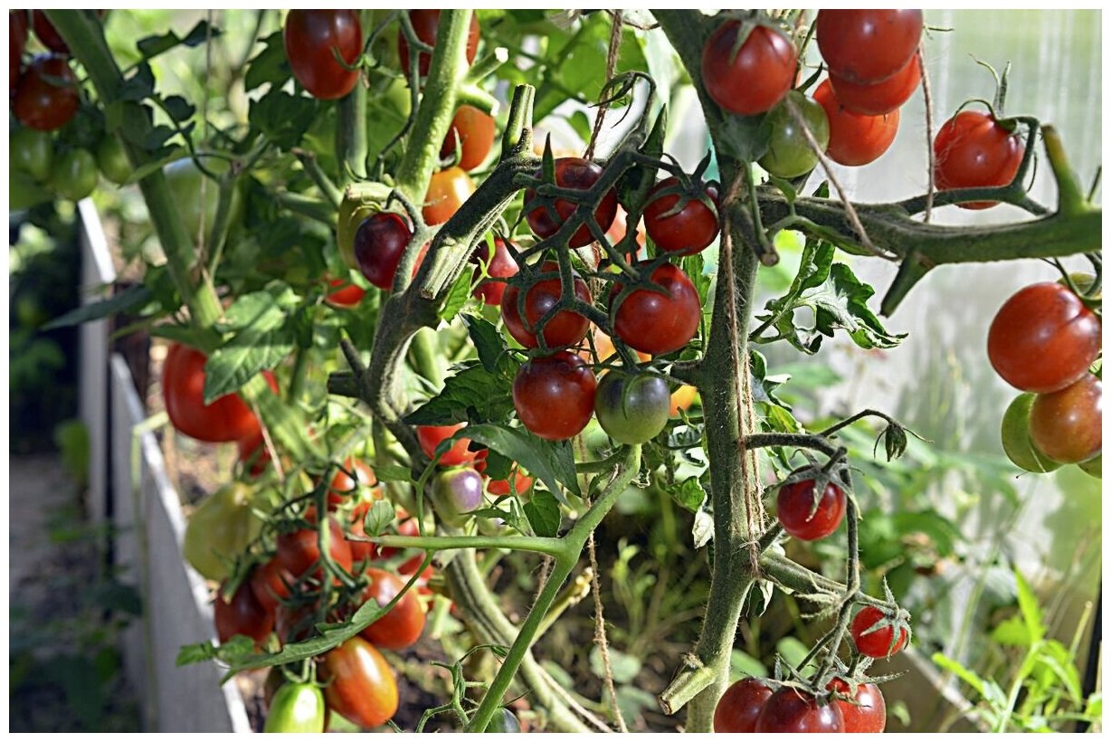 Томат Гном, скороспелый низкорослый сорт, подходит для выращивания на подоконнике и балконе, дружно плодоносит, 20 семян
