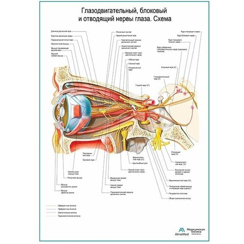 Глазодвигательный, блоковый, отводящий нервы глаза. Схема, плакат, глянцевая фотобумага от 200 г/кв. м, размер A2+