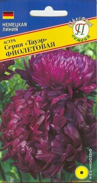 Астра Тауэр Фиолетовая. Семена. Куст 65-70 см. в высоту колоновидной формы. Соцветия махровые пионовидные диаметром до 10 см.