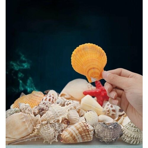 Набор ракушек для аквариума, ракушки морские для аквариума, террариума, ракушки для аквариума, ракушки, ракушки морские для декора, ракушки для декора, ракушки для творчества плешоп ассорти, в пакете, 470 гр