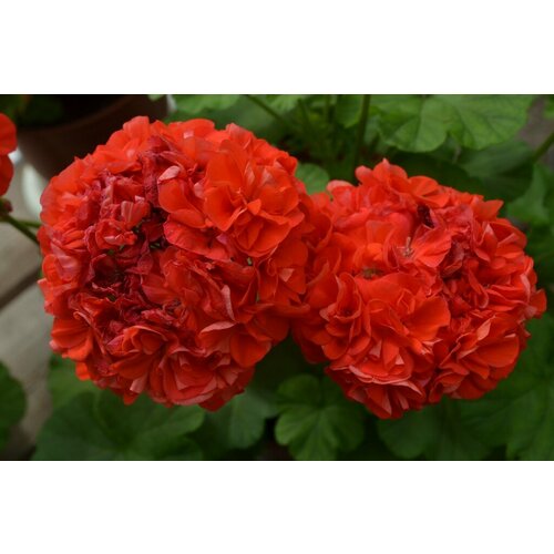 Семена Пеларгония зональная махровая Доддс Супер Дабл 4 шт (1 упаковка (O))