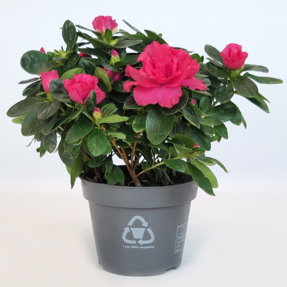 Азалия индика вишневая в техническом горшке, D-12