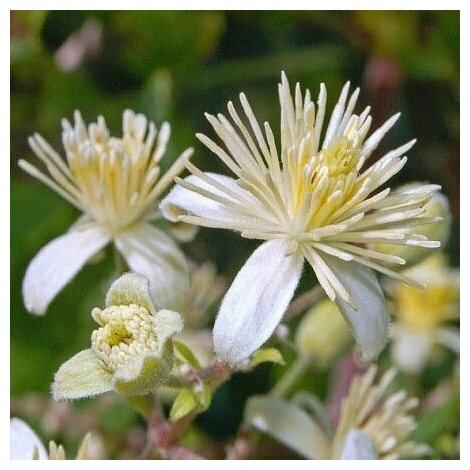 Клематис виноградолистный (лат. Clematis vitalba) семена 25шт + подарочек