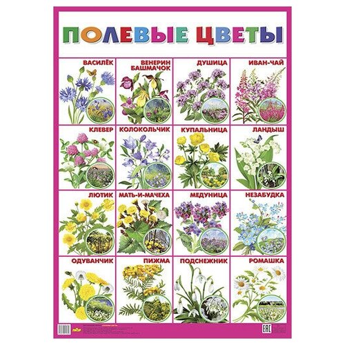 Плакат Полевые цветы