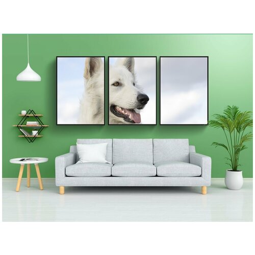 фото Набор модулных постеров для интерьера "собака, белый пастух, собачий" 60x90 см. в тубусе, без рамки lotsprints