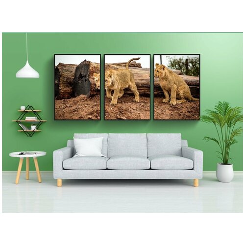фото Набор модулных постеров для интерьера "лев, львенок, большой кот" 60x90 см. в тубусе, без рамки lotsprints