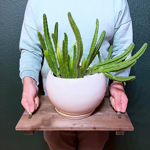 Стапелия в кашпо