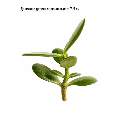 Денежное дерево Черенок , крассула овата (Crassula ovata) высота 7- 9 см.