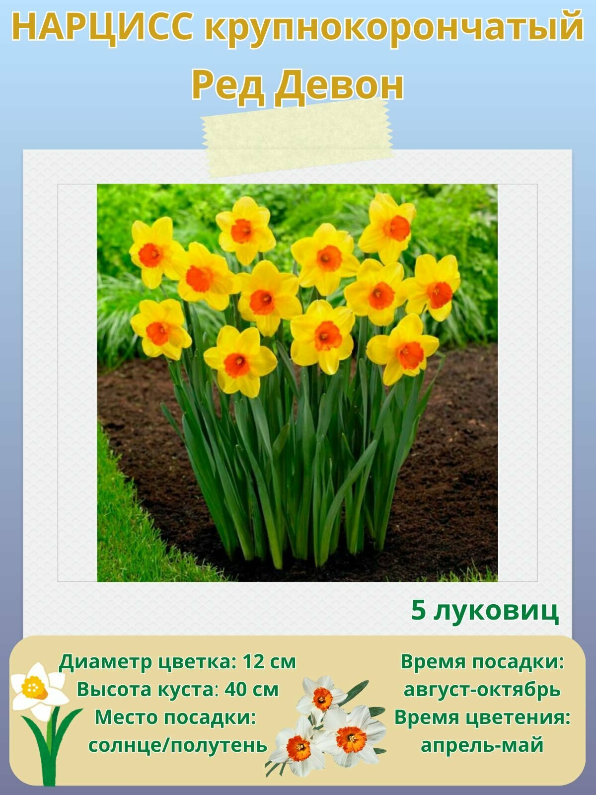 Нарцисс крупнокорончатый Ред Девон многолетние цветы луковицы 5 шт