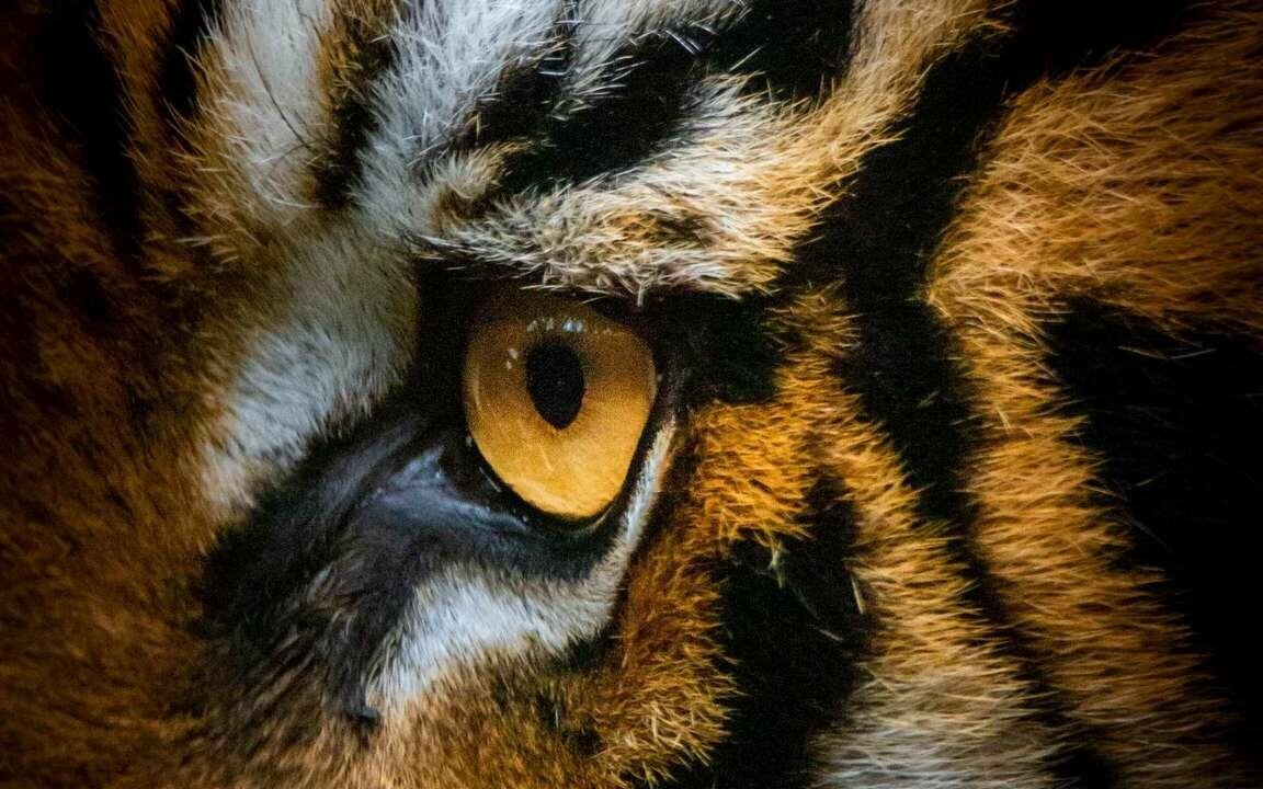 Mechas ojos de tigre