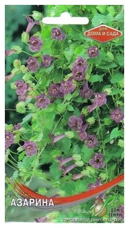 Азарина многолетняя Виолетта 7 семян