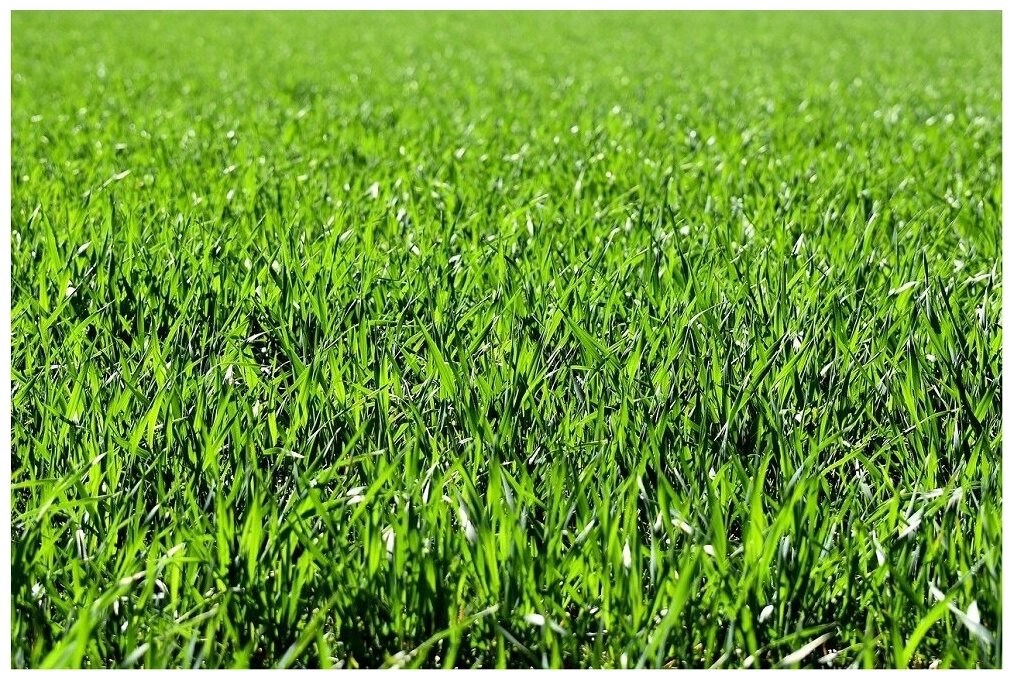 семена газона настоящий низкорастущий 0,3кг ГазонСити Агро - фото №4