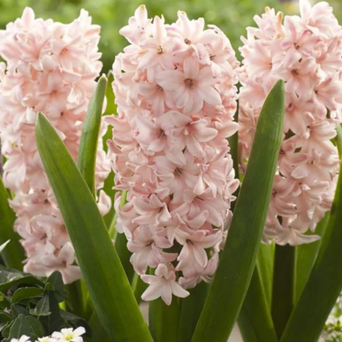 Гиацинт CHINA PINK (2 луковицы)