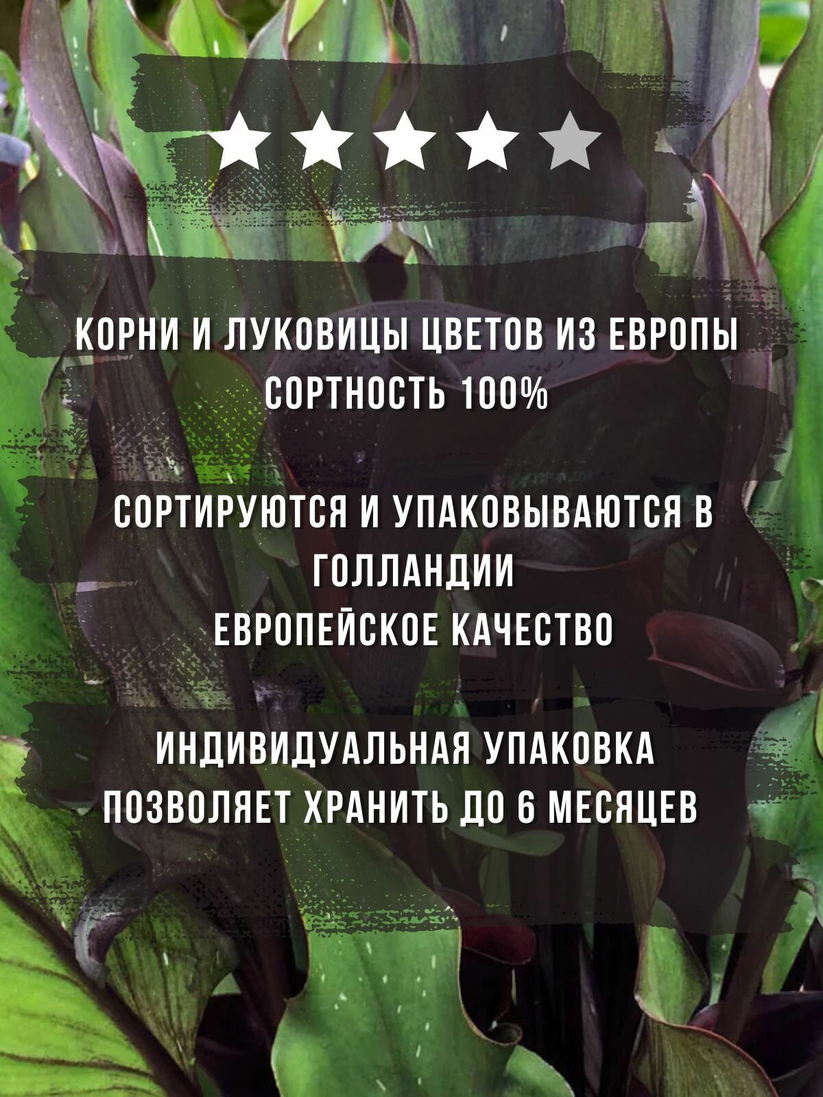 Изображение Калла Мемориз 1шт
