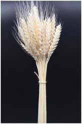 Сухоцвет пшеница "Премиум" отбеленная для декора