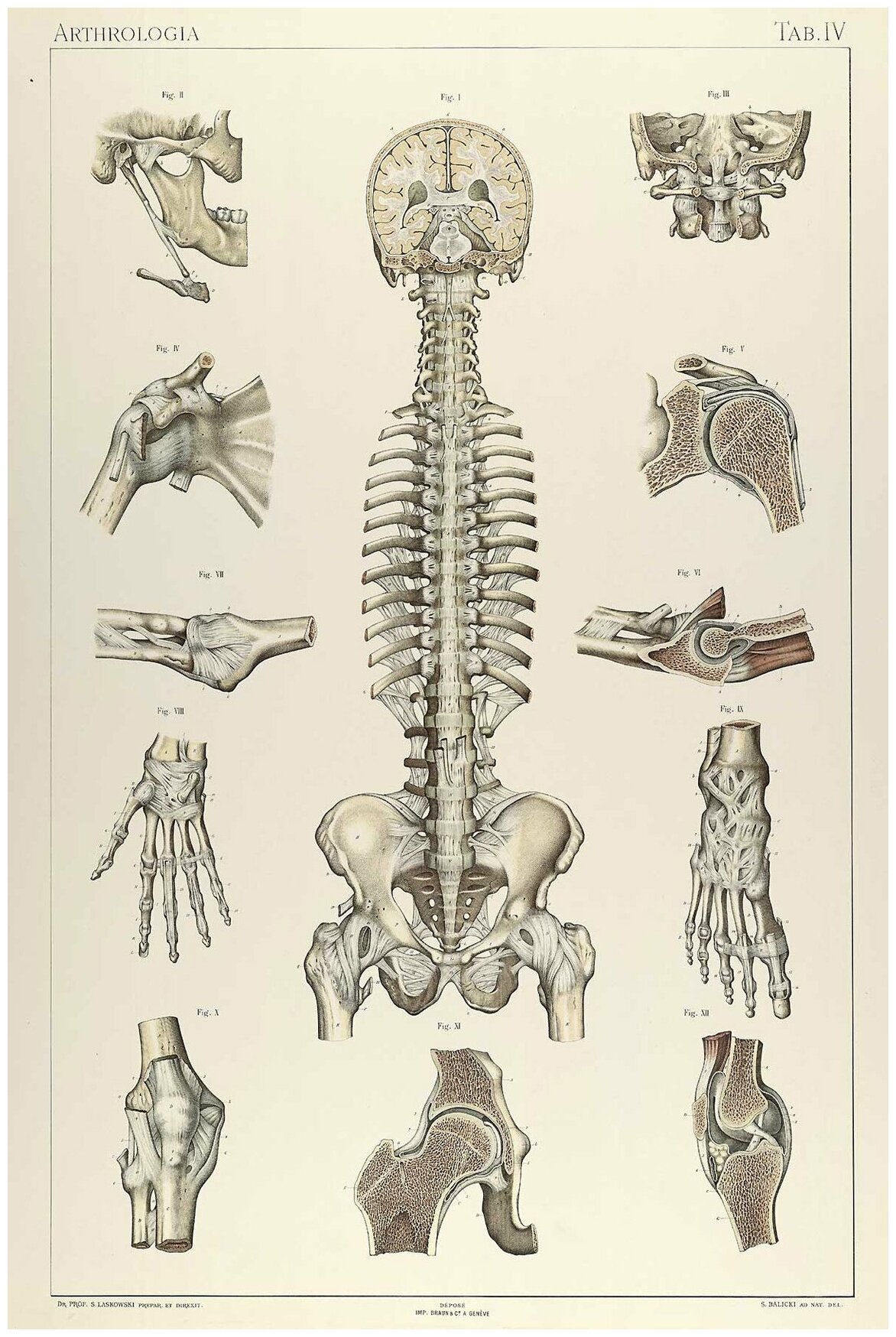 Постер / Плакат / Картина Анатомия - Строение костей человека 40х50 см в подарочном тубусе