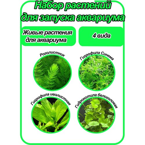 Набор растений для запуска аквариума. 4 вида.