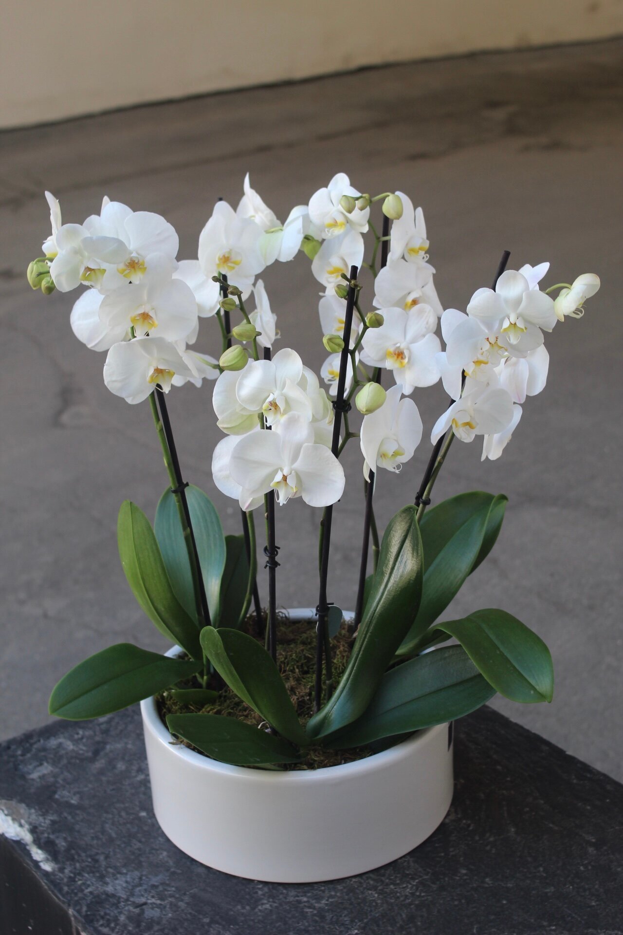 Белые Орхидеи Фаленопсис в керамическом кашпо
