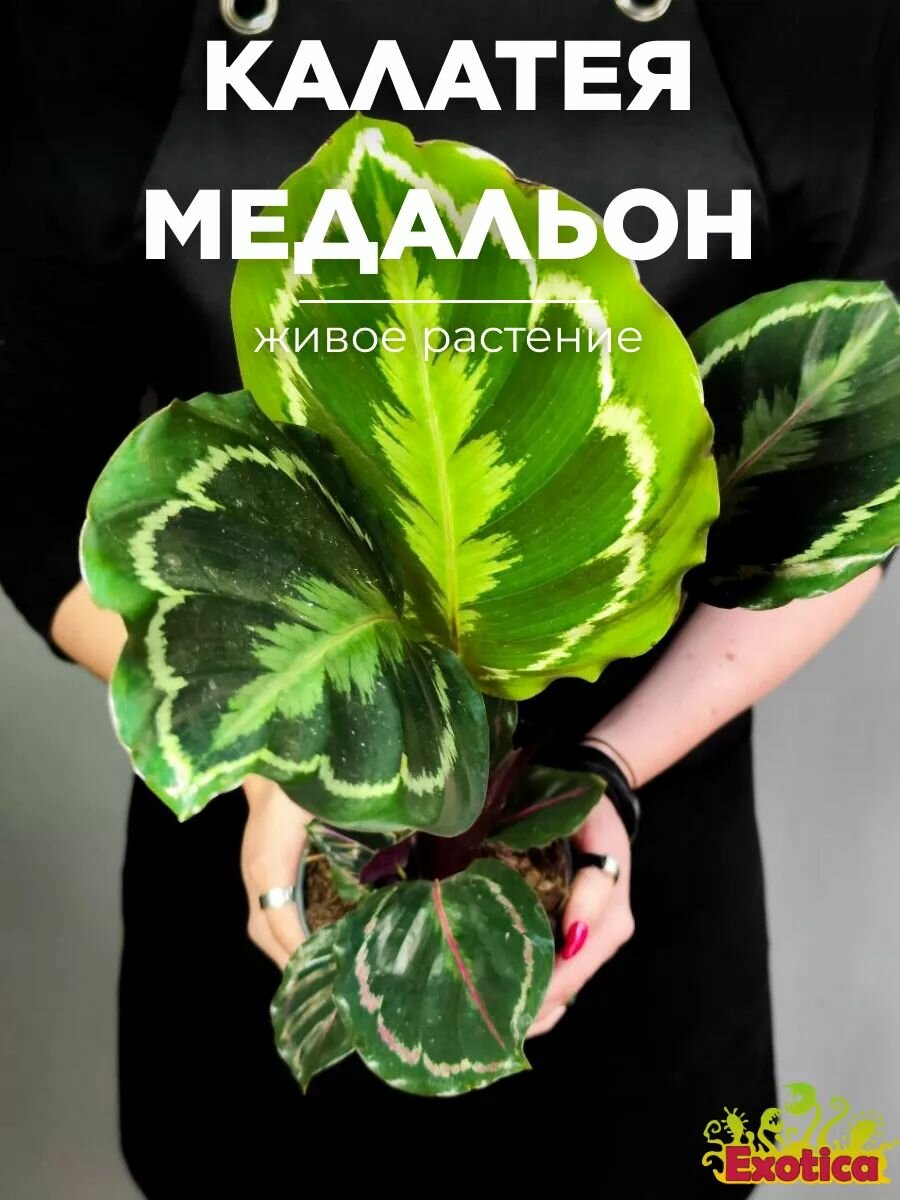 Калатея Медальон  Calathea Roseopicta Medallion  D12см  комнатное растение