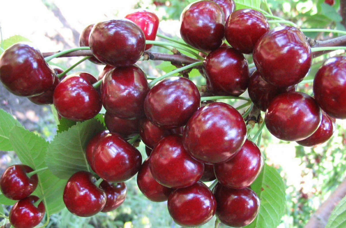 Черешня Аделина саженец