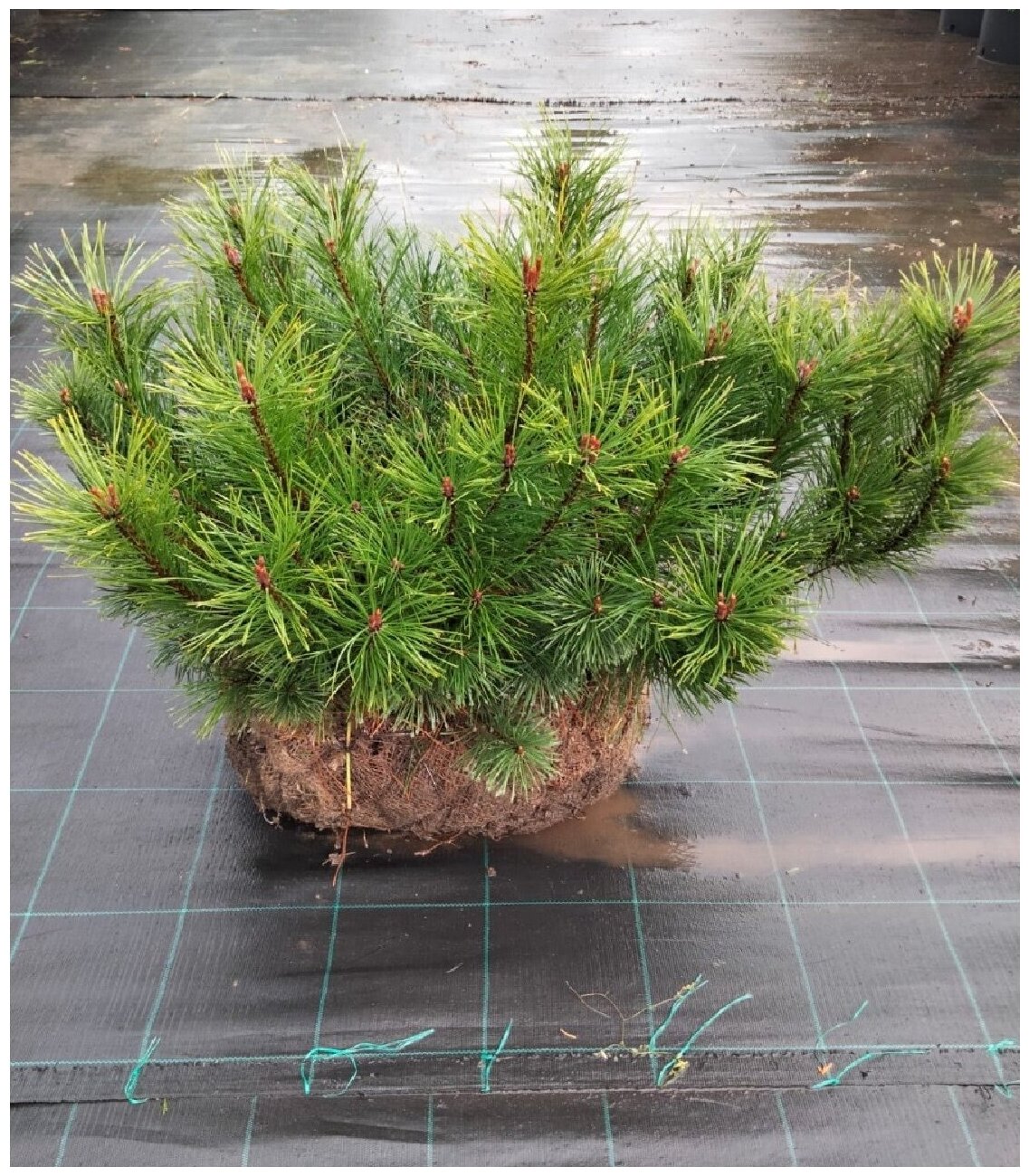 Сосна Горная пумилио Pinus mugo Pumilio 60-80 см