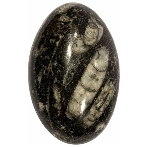 Кабошон Ортоцерас, природный, 36х23х9 мм, вес камня 10 грамм
