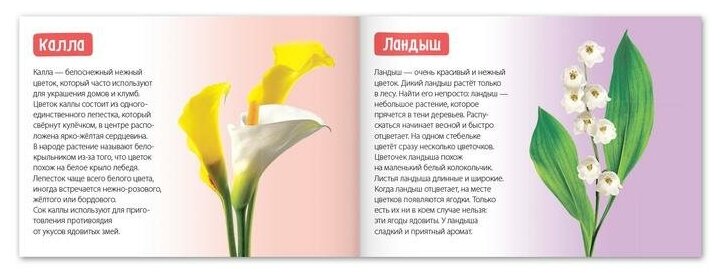 Обучающая книга Цветы - фото №2